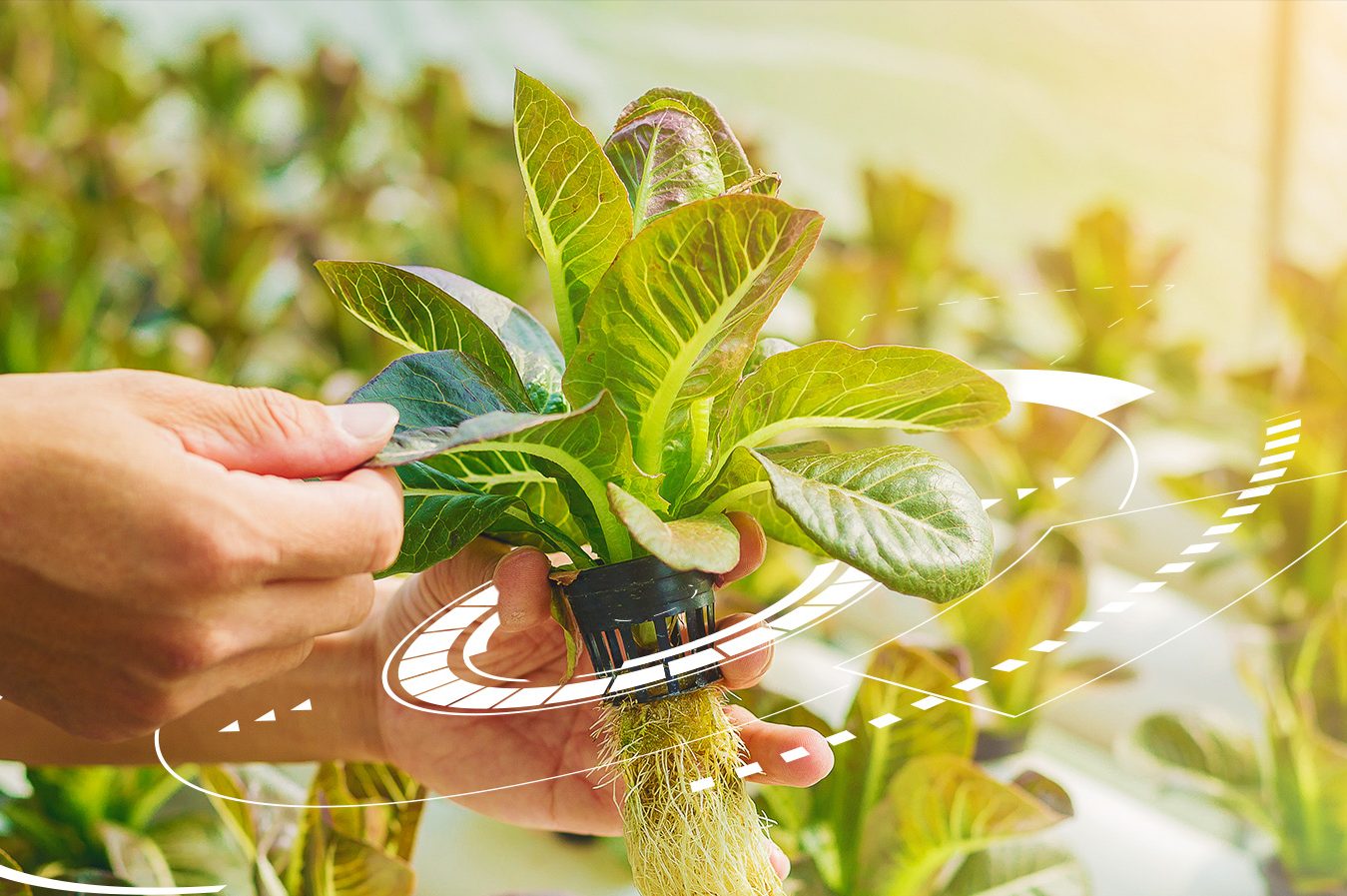 Cách trồng Rau thủy canh tại nhà CỰC dễ ai cũng làm được